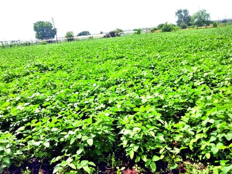🌱 सोयाबीन पिकाचे संपूर्ण व्यवस्थापन : पेरणीपासून काढणीपर्यंत शेतकऱ्यांसाठी महत्त्वाचे मार्गदर्शन